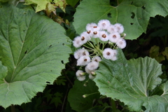フキの花