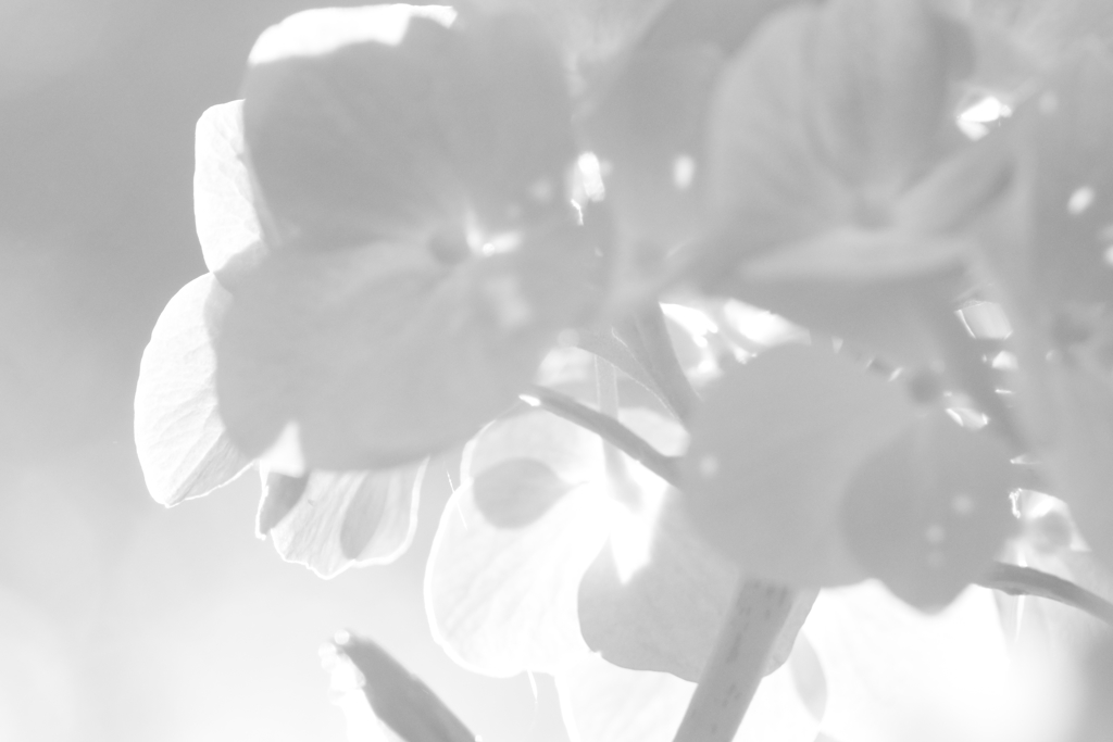 夢心地　浅き夢