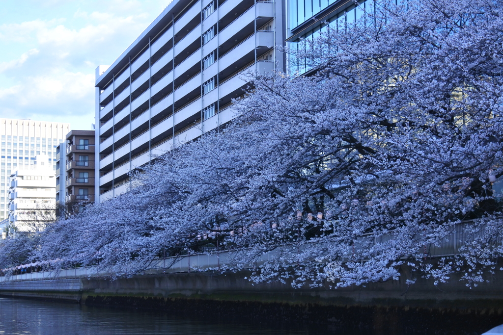 クルーズ船でお花見