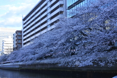クルーズ船でお花見