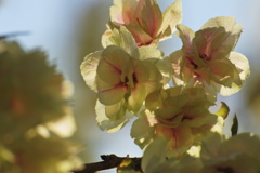 午後の陽射しの鬱金桜