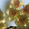 午後の陽射しの鬱金桜