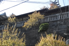 梅の黄葉