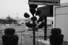 大更（おおぶけ）駅の刈り込まれた植木