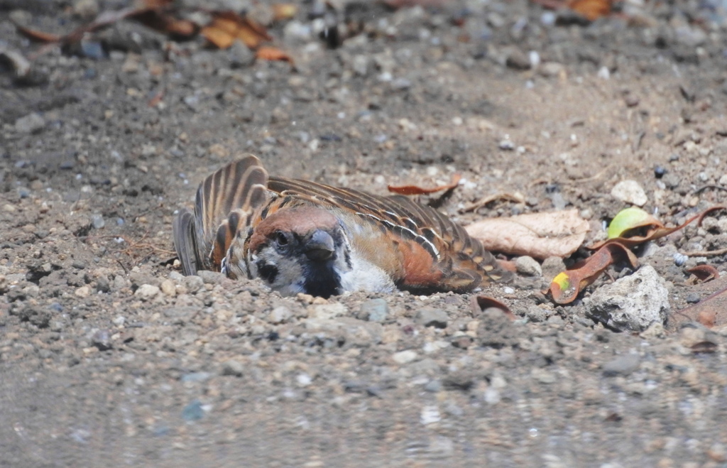 すずめの砂浴び