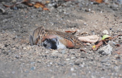 すずめの砂浴び