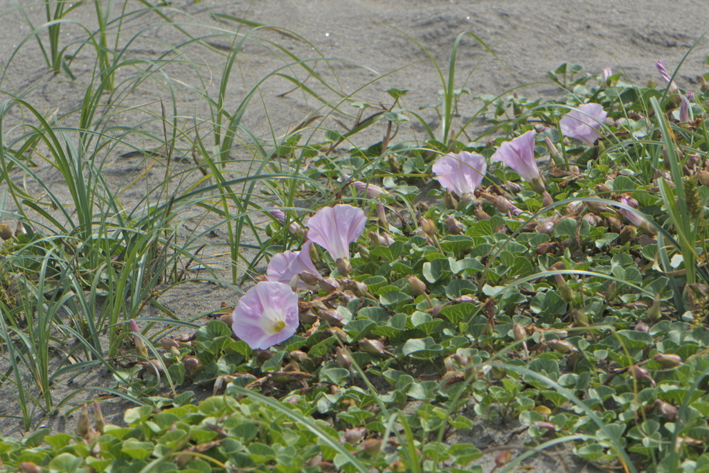砂浜に咲く花１
