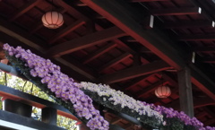 湯島天神菊祭り