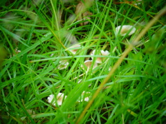 草の陰でひそひそ話