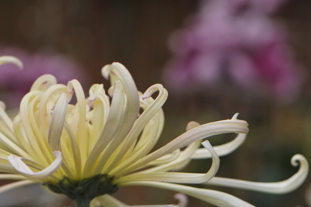 展示されていた菊その２