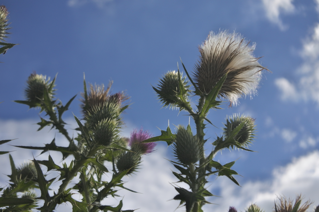 私はアザミ　いつかのアザミ