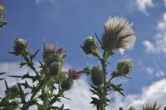 私はアザミ　いつかのアザミ