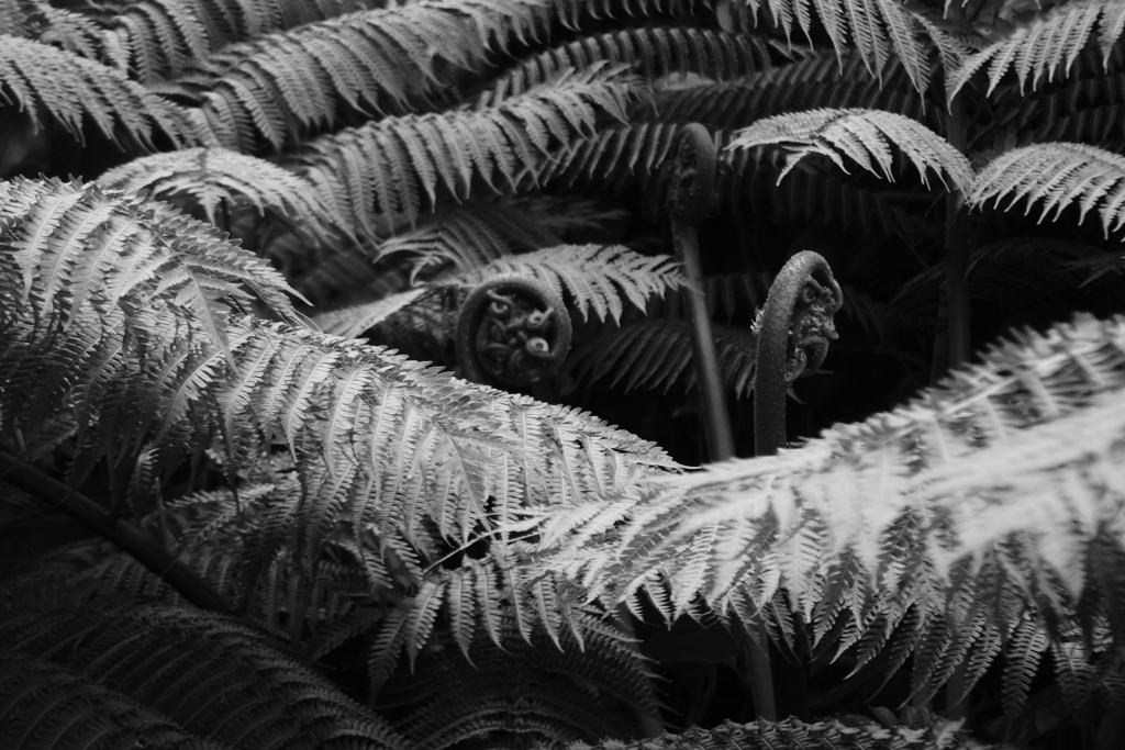 巨大なシダ　モノクロ