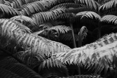 巨大なシダ　モノクロ