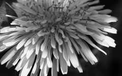 花びらに隠れた異星人