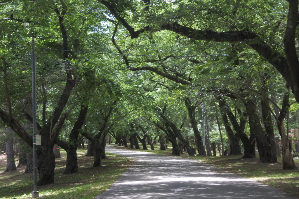 芦野公園桜並木