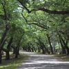 芦野公園桜並木