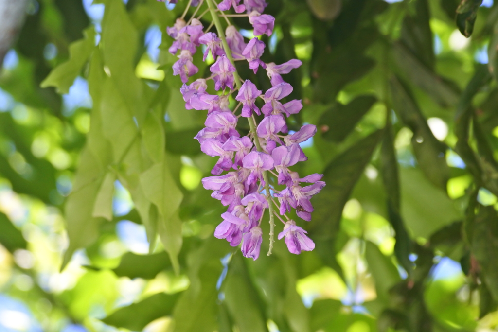八月の藤の花