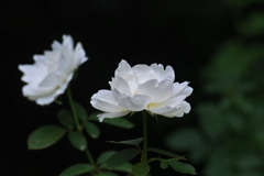 白薔薇
