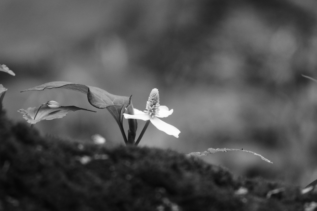 どくだみの花