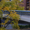 山下公園　青い橋と銀杏