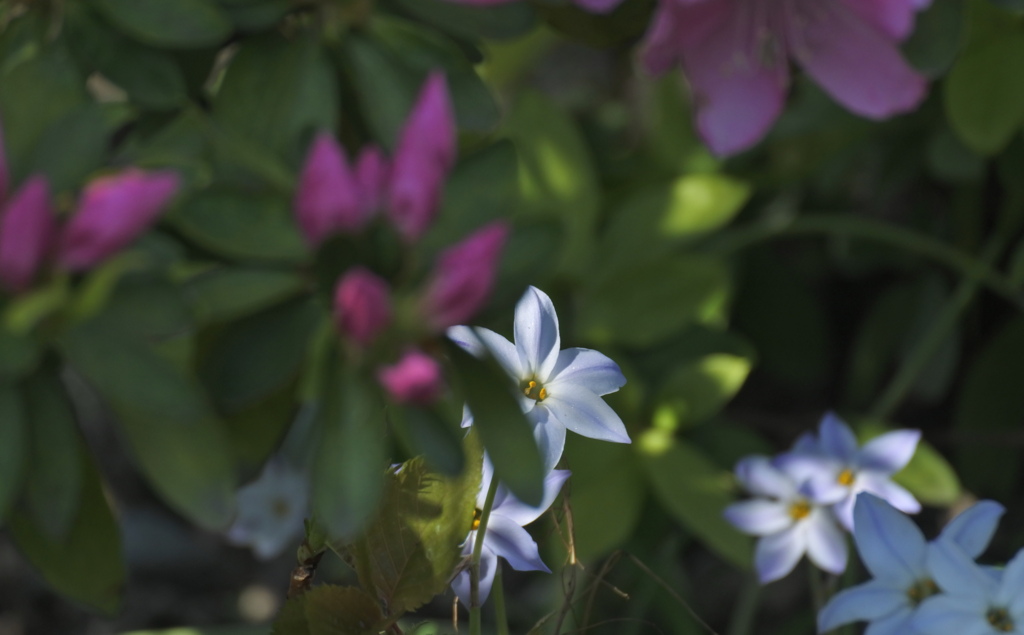 躑躅の陰で瞬く２