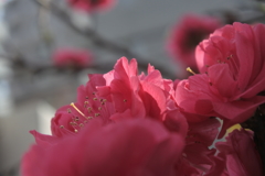 花桃の見る夢