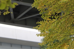 高架下の色づき始めた葉