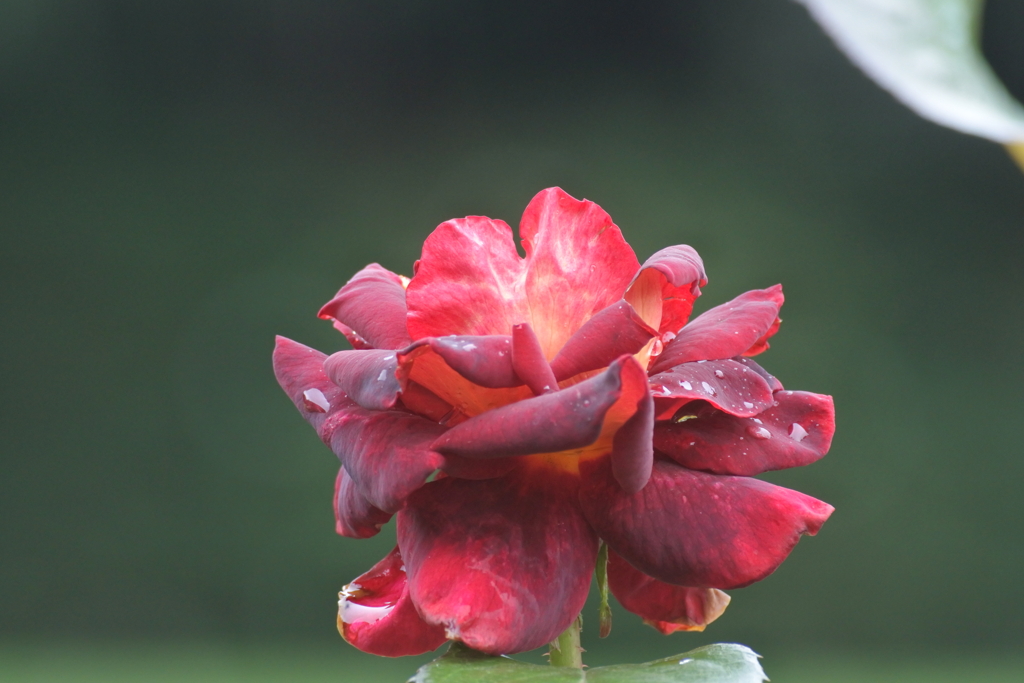 ブラック・ゴールド