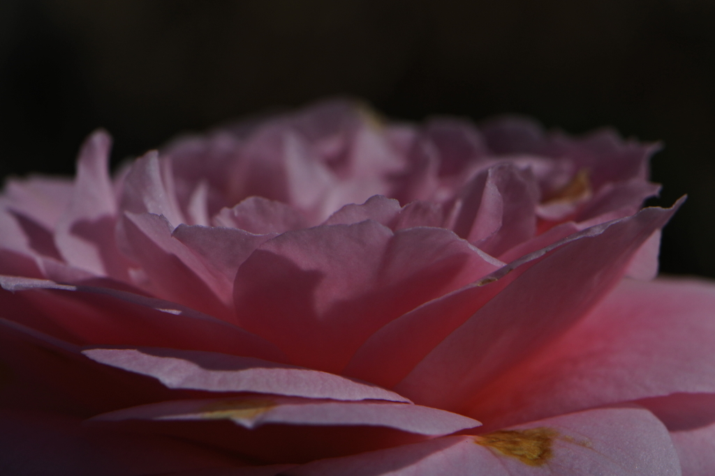 今年最後の花たち