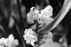 風信子（ヒヤシンス）