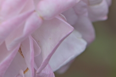 ライラック色のため息