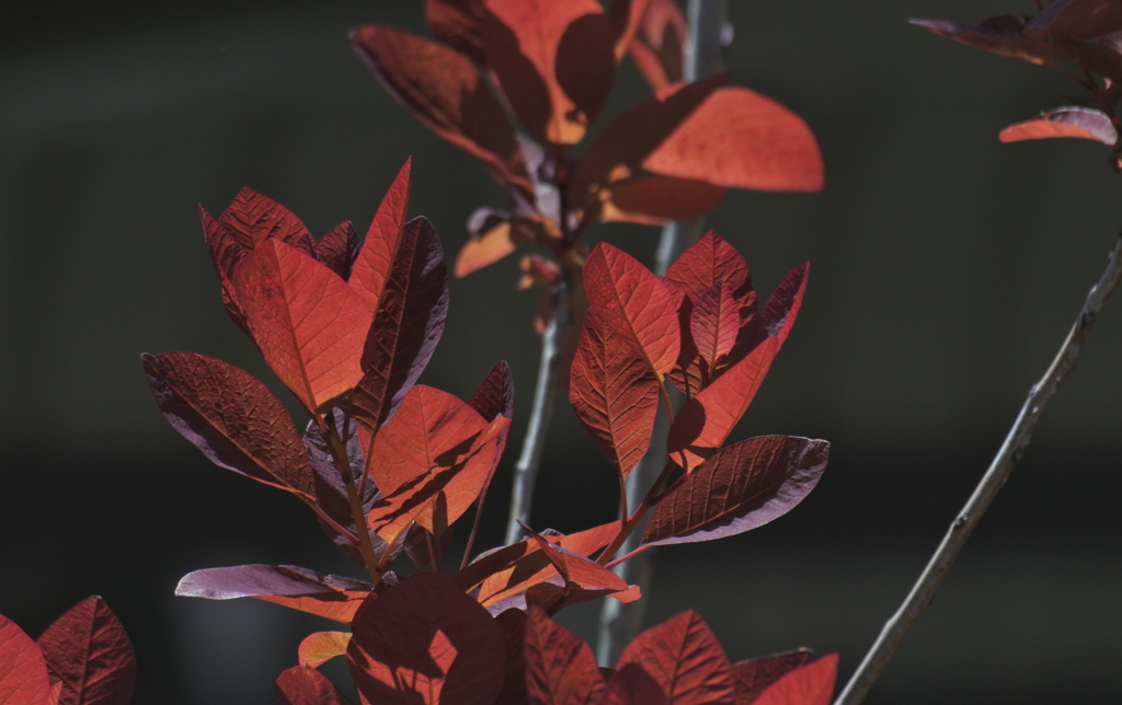 スモークツリー