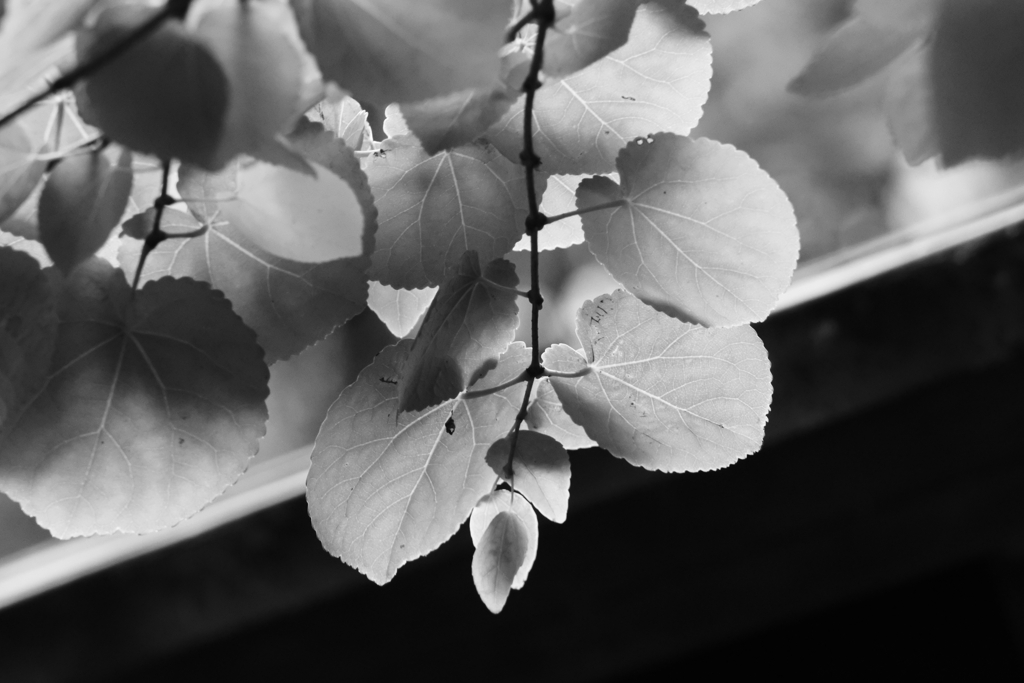 陽ざしの当たる葉