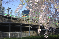 桜を纏う電車