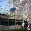 桜を纏う電車
