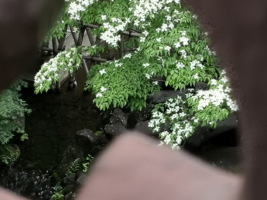 音無橋からヤマボウシ