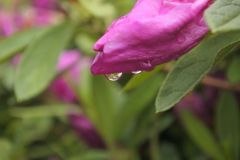 雨あがり