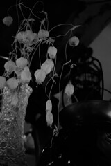 ドライフラワー