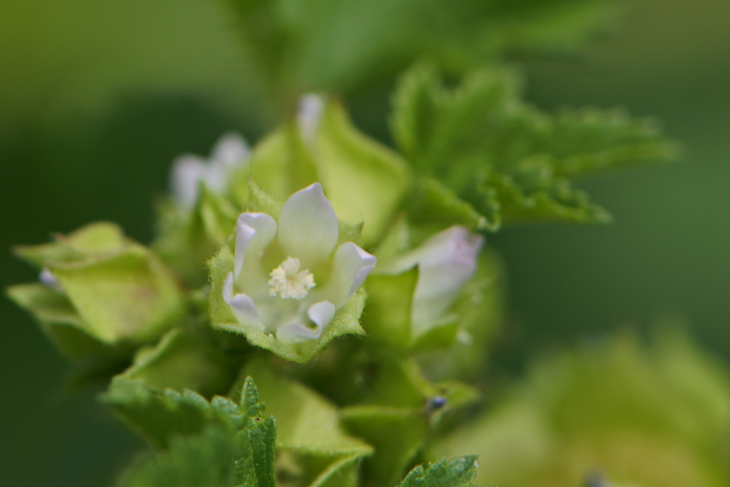 小さな花