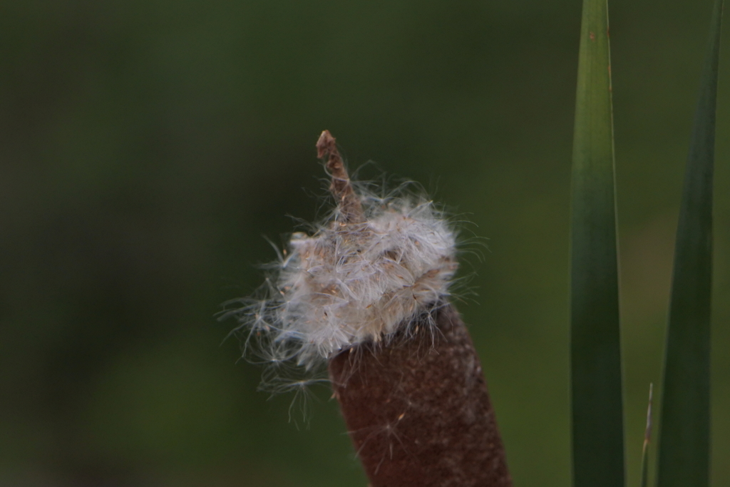 ガマの綿毛