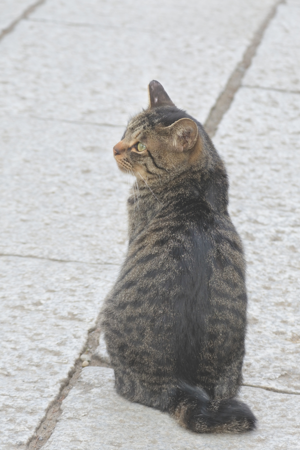 中山散歩で出会った猫たち　後ろ姿