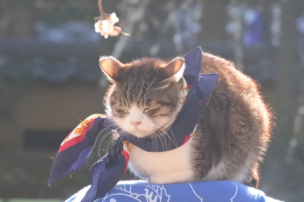 湯島天神にいた猫　いねむり（去年のものです）