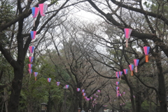 桜祭りの提灯