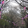 桜祭りの提灯