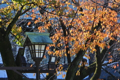 靖国神社の桜の紅葉