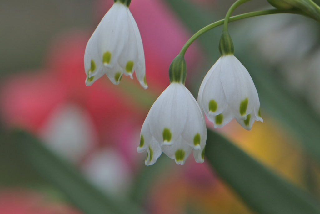 スノーフレーク