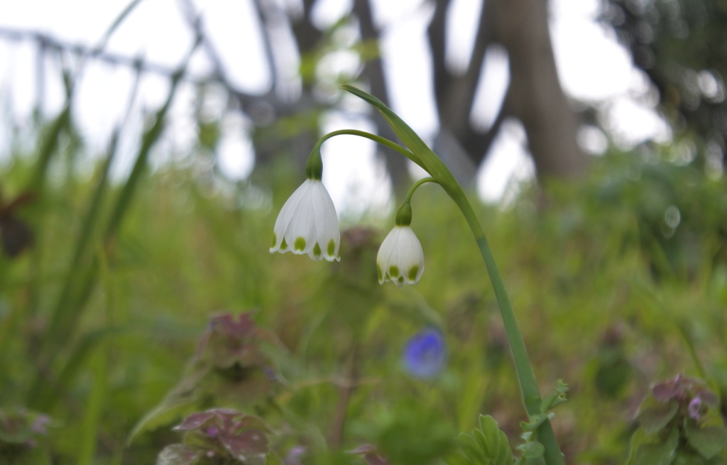 公園の土手にひっそりと