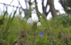 公園の土手にひっそりと
