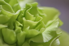 緑のカーネーション